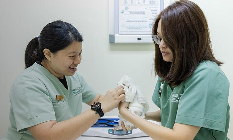 Veterinarians performing a checkup on a guinea pig.