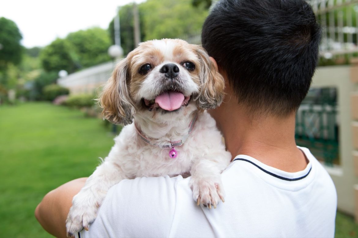 mount pleasant why mount pleasant vet clinics are a one stop solution for pet health in singapore