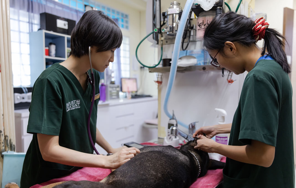 Veterinarians examining a dog with a stethoscope.
